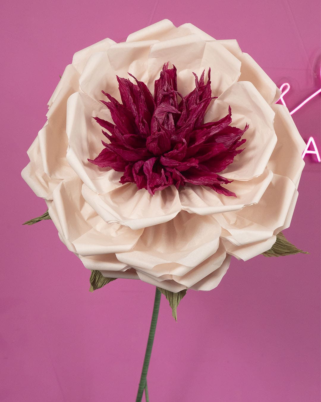flores gigante rosada